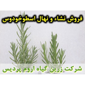 اسطوخودوس, نشا اسطوخودوس, نشای اسطوخودوس, نشائ اسطوخودوس, نشاء اسطوخودوس, قیمت نشا اسطوخودوس, تولید نشا اسطوخودوس, فروش نشا اسطوخودوس, خرید نشا اسطوخودوس, نشا ریشه لخت, نشا سینی نشا, کیسه ای, گلدانی