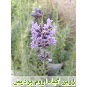 اسطوخودوس, نشا اسطوخودوس, نشای اسطوخودوس, نشائ اسطوخودوس, نشاء اسطوخودوس, قیمت نشا اسطوخودوس, تولید نشا اسطوخودوس, فروش نشا اسطوخودوس, خرید نشا اسطوخودوس, نشا ریشه لخت, نشا سینی نشا, کیسه ای, گلدانی