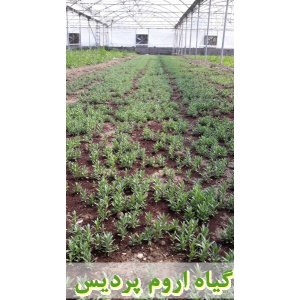 اسطوخودوس, نشا اسطوخودوس, نشای اسطوخودوس, نشائ اسطوخودوس, نشاء اسطوخودوس, قیمت نشا اسطوخودوس, تولید نشا اسطوخودوس, فروش نشا اسطوخودوس, خرید نشا اسطوخودوس, نشا ریشه لخت, نشا سینی نشا, کیسه ای, گلدانی
