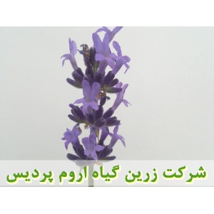 اسطوخودوس, نشا اسطوخودوس, نشای اسطوخودوس, نشائ اسطوخودوس, نشاء اسطوخودوس, قیمت نشا اسطوخودوس, تولید نشا اسطوخودوس, فروش نشا اسطوخودوس, خرید نشا اسطوخودوس, نشا ریشه لخت, نشا سینی نشا, کیسه ای, گلدانی