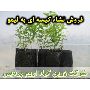 به لیمو, نشا به لیمو, نهال به لیمو, نشای به لیمو, نشائ به لیمو, نشاء به لیمو, قیمت نشا به لیمو, تولید نشا به لیمو, فروش نشا به لیمو, خرید نشا به لیمو, نشا ریشه لخت, نشا سینی نشا, کیسه ای, گلدانی
