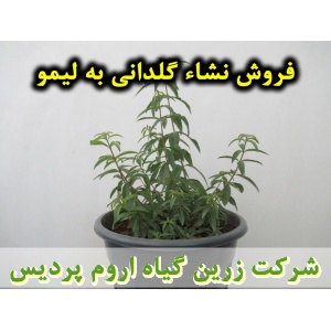 به لیمو, نشا به لیمو, نهال به لیمو, نشای به لیمو, نشائ به لیمو, نشاء به لیمو, قیمت نشا به لیمو, تولید نشا به لیمو, فروش نشا به لیمو, خرید نشا به لیمو, نشا ریشه لخت, نشا سینی نشا, کیسه ای, گلدانی