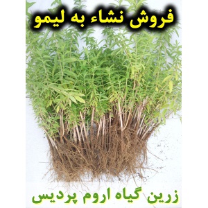 به لیمو, نشا به لیمو, نهال به لیمو, نشای به لیمو, نشائ به لیمو, نشاء به لیمو, قیمت نشا به لیمو, تولید نشا به لیمو, فروش نشا به لیمو, خرید نشا به لیمو, نشا ریشه لخت, نشا سینی نشا, کیسه ای, گلدانی