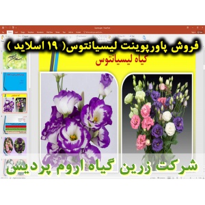 لیسیانتوس, گل لیسیانتوس, پاورپوینت لیسیانتوس, گل زینتی, ارائه لیسیانتوس, دانلود پاورپوینت لیسیانتوس, اسلاید لیسیانتوس برای ارائه در کلاس, گیاه شناسی لیسیانتوس, کاشت لیسیانتوس, بستر لیسیانتوس, شرایط محیطی تولید لیسیانتوس, دمای موردنیاز لیسیانتوس, نور موردن