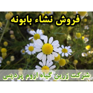 بابونه آلمانی, نشا بابونه آلمانی, نشای بابونه آلمانی, نشائ بابونه آلمانی, نشاء بابونه آلمانی, قیمت نشا بابونه آلمانی, تولید نشا بابونه آلمانی, فروش نشا بابونه آلمانی, خرید نشا بابونه آلمانی, نشا ریشه لخت, نشا سینی نشا, کیسه ای, گلدانی