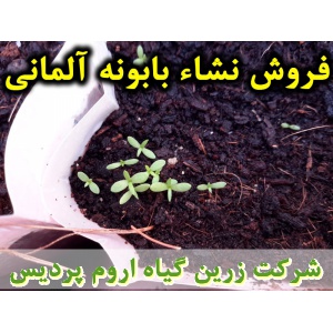 بابونه آلمانی, نشا بابونه آلمانی, نشای بابونه آلمانی, نشائ بابونه آلمانی, نشاء بابونه آلمانی, قیمت نشا بابونه آلمانی, تولید نشا بابونه آلمانی, فروش نشا بابونه آلمانی, خرید نشا بابونه آلمانی, نشا ریشه لخت, نشا سینی نشا, کیسه ای, گلدانی