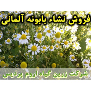 بابونه آلمانی, نشا بابونه آلمانی, نشای بابونه آلمانی, نشائ بابونه آلمانی, نشاء بابونه آلمانی, قیمت نشا بابونه آلمانی, تولید نشا بابونه آلمانی, فروش نشا بابونه آلمانی, خرید نشا بابونه آلمانی, نشا ریشه لخت, نشا سینی نشا, کیسه ای, گلدانی