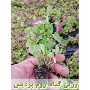 بادرنجبویه, نشا بادرنجبویه, نهال بادرنجبویه, نشای بادرنجبویه, نشائ بادرنجبویه, نشاء بادرنجبویه, قیمت نشا بادرنجبویه, قیمت نهال بادرنجبویه, تولید نشا بادرنجبویه, تولید نهال بادرنجبویه, فروش نشا بادرنجبویه, فروش نهال بادرنجبویه, خرید نشا بادرنجبویه, خرید نه