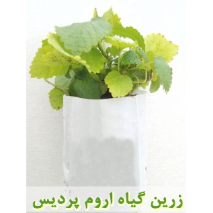 بادرنجبویه, نشا بادرنجبویه, نهال بادرنجبویه, نشای بادرنجبویه, نشائ بادرنجبویه, نشاء بادرنجبویه, قیمت نشا بادرنجبویه, قیمت نهال بادرنجبویه, تولید نشا بادرنجبویه, تولید نهال بادرنجبویه, فروش نشا بادرنجبویه, فروش نهال بادرنجبویه, خرید نشا بادرنجبویه, خرید نه