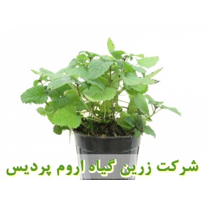 بادرنجبویه, نشا بادرنجبویه, نهال بادرنجبویه, نشای بادرنجبویه, نشائ بادرنجبویه, نشاء بادرنجبویه, قیمت نشا بادرنجبویه, قیمت نهال بادرنجبویه, تولید نشا بادرنجبویه, تولید نهال بادرنجبویه, فروش نشا بادرنجبویه, فروش نهال بادرنجبویه, خرید نشا بادرنجبویه, خرید نه
