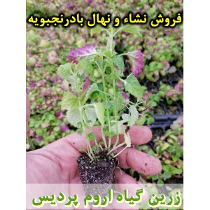 بادرنجبویه, نشا بادرنجبویه, نهال بادرنجبویه, نشای بادرنجبویه, نشائ بادرنجبویه, نشاء بادرنجبویه, قیمت نشا بادرنجبویه, قیمت نهال بادرنجبویه, تولید نشا بادرنجبویه, تولید نهال بادرنجبویه, فروش نشا بادرنجبویه, فروش نهال بادرنجبویه, خرید نشا بادرنجبویه, خرید نه