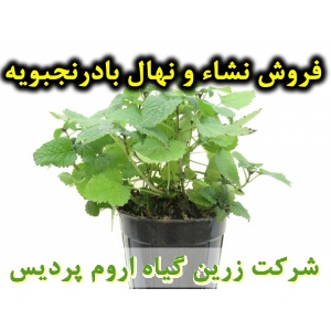 بادرنجبویه, نشا بادرنجبویه, نهال بادرنجبویه, نشای بادرنجبویه, نشائ بادرنجبویه, نشاء بادرنجبویه, قیمت نشا بادرنجبویه, قیمت نهال بادرنجبویه, تولید نشا بادرنجبویه, تولید نهال بادرنجبویه, فروش نشا بادرنجبویه, فروش نهال بادرنجبویه, خرید نشا بادرنجبویه, خرید نه