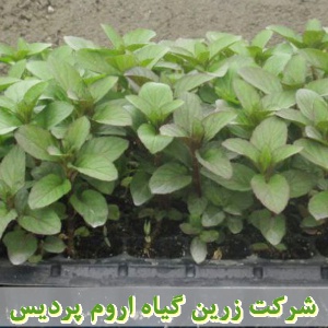 نعناع فلفلی, نشا نعناع فلفلی, نشای نعناع فلفلی, نشائ نعناع فلفلی, نشاء نعناع فلفلی, قیمت نشا نعناع فلفلی, تولید نشا نعناع فلفلی, فروش نشا نعناع فلفلی, خرید نشا نعناع فلفلی, نشا ریشه لخت, نشا سینی نشا, کیسه ای, گلدانی, کاشت نشاء نعناع فلفلی, کاشت نعناع فلف