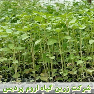 نعناع فلفلی, نشا نعناع فلفلی, نشای نعناع فلفلی, نشائ نعناع فلفلی, نشاء نعناع فلفلی, قیمت نشا نعناع فلفلی, تولید نشا نعناع فلفلی, فروش نشا نعناع فلفلی, خرید نشا نعناع فلفلی, نشا ریشه لخت, نشا سینی نشا, کیسه ای, گلدانی, کاشت نشاء نعناع فلفلی, کاشت نعناع فلف