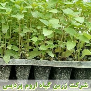 نعناع فلفلی, نشا نعناع فلفلی, نشای نعناع فلفلی, نشائ نعناع فلفلی, نشاء نعناع فلفلی, قیمت نشا نعناع فلفلی, تولید نشا نعناع فلفلی, فروش نشا نعناع فلفلی, خرید نشا نعناع فلفلی, نشا ریشه لخت, نشا سینی نشا, کیسه ای, گلدانی, کاشت نشاء نعناع فلفلی, کاشت نعناع فلف