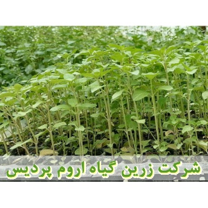 نعناع فلفلی, نشا نعناع فلفلی, نشای نعناع فلفلی, نشائ نعناع فلفلی, نشاء نعناع فلفلی, قیمت نشا نعناع فلفلی, تولید نشا نعناع فلفلی, فروش نشا نعناع فلفلی, خرید نشا نعناع فلفلی, نشا ریشه لخت, نشا سینی نشا, کیسه ای, گلدانی, کاشت نشاء نعناع فلفلی, کاشت نعناع فلف