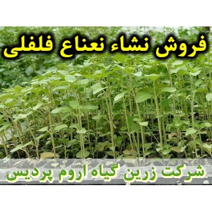 نعناع فلفلی, نشا نعناع فلفلی, نشای نعناع فلفلی, نشائ نعناع فلفلی, نشاء نعناع فلفلی, قیمت نشا نعناع فلفلی, تولید نشا نعناع فلفلی, فروش نشا نعناع فلفلی, خرید نشا نعناع فلفلی, نشا ریشه لخت, نشا سینی نشا, کیسه ای, گلدانی, کاشت نشاء نعناع فلفلی, کاشت نعناع فلف
