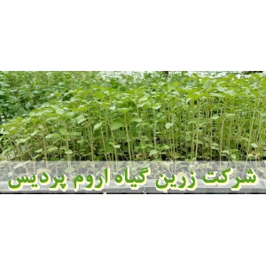 نعناع فلفلی, نشا نعناع فلفلی, نشای نعناع فلفلی, نشائ نعناع فلفلی, نشاء نعناع فلفلی, قیمت نشا نعناع فلفلی, تولید نشا نعناع فلفلی, فروش نشا نعناع فلفلی, خرید نشا نعناع فلفلی, نشا ریشه لخت, نشا سینی نشا, کیسه ای, گلدانی, کاشت نشاء نعناع فلفلی, کاشت نعناع فلف