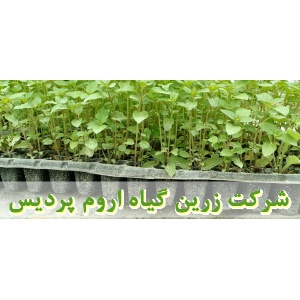 نعناع فلفلی, نشا نعناع فلفلی, نشای نعناع فلفلی, نشائ نعناع فلفلی, نشاء نعناع فلفلی, قیمت نشا نعناع فلفلی, تولید نشا نعناع فلفلی, فروش نشا نعناع فلفلی, خرید نشا نعناع فلفلی, نشا ریشه لخت, نشا سینی نشا, کیسه ای, گلدانی, کاشت نشاء نعناع فلفلی, کاشت نعناع فلف