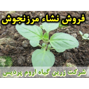 مرزنجوش, نشا مرزنجوش, نشای مرزنجوش, نشائ مرزنجوش, نشاء مرزنجوش, قیمت نشا مرزنجوش, تولید نشا مرزنجوش, فروش نشا مرزنجوش, خرید نشا مرزنجوش, نشا ریشه لخت, نشا سینی نشا, کیسه ای, گلدانی
