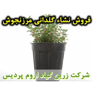 مرزنجوش, نشا مرزنجوش, نشای مرزنجوش, نشائ مرزنجوش, نشاء مرزنجوش, قیمت نشا مرزنجوش, تولید نشا مرزنجوش, فروش نشا مرزنجوش, خرید نشا مرزنجوش, نشا ریشه لخت, نشا سینی نشا, کیسه ای, گلدانی