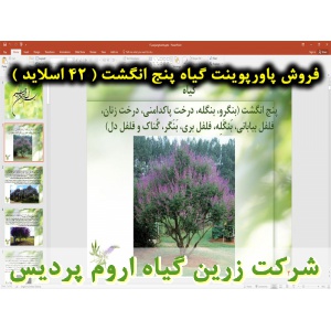 گیاه پنج انگشت, پاورپوینت پنج انگشت, ارائه پنج انگشت, دانلود پاورپوینت پنج انگشت, اسلاید پنج انگشت برای ارائه در کلاس, مقدمه ای بر گیاه پنج انگشت, انتشار جغرافیایی رویشگاه های پنج انگشت, اسامی درخت پنج انگشت, بنگرو, بنگله, درخت پاکدامنی, درخت زنان, فلفل ب