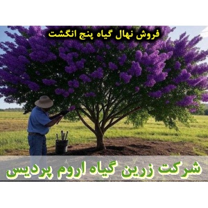 پنج انگشت, نهال گیاه پنج انگشت, قیمت نهال گیاه پنج انگشت, فروش نهال گیاه پنج انگشت, فروش قلمه گیاه پنج انگشت, خرید نهال گیاه پنج انگشت, خرید قلمه گیاه پنج انگشت, قیمت قلمه گیاه پنج انگشت, بنگرو, بنگله, درخت پاکدامنی, درخت زنان, فلفل بیابانی, بَنگَلِه, فلف