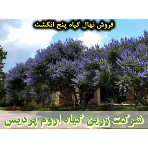 پنج انگشت, نهال گیاه پنج انگشت, قیمت نهال گیاه پنج انگشت, فروش نهال گیاه پنج انگشت, فروش قلمه گیاه پنج انگشت, خرید نهال گیاه پنج انگشت, خرید قلمه گیاه پنج انگشت, قیمت قلمه گیاه پنج انگشت, بنگرو, بنگله, درخت پاکدامنی, درخت زنان, فلفل بیابانی, بَنگَلِه, فلف