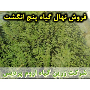 پنج انگشت, نهال گیاه پنج انگشت, قیمت نهال گیاه پنج انگشت, فروش نهال گیاه پنج انگشت, فروش قلمه گیاه پنج انگشت, خرید نهال گیاه پنج انگشت, خرید قلمه گیاه پنج انگشت, قیمت قلمه گیاه پنج انگشت, بنگرو, بنگله, درخت پاکدامنی, درخت زنان, فلفل بیابانی, بَنگَلِه, فلف