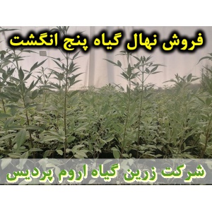 پنج انگشت, نهال گیاه پنج انگشت, قیمت نهال گیاه پنج انگشت, فروش نهال گیاه پنج انگشت, فروش قلمه گیاه پنج انگشت, خرید نهال گیاه پنج انگشت, خرید قلمه گیاه پنج انگشت, قیمت قلمه گیاه پنج انگشت, بنگرو, بنگله, درخت پاکدامنی, درخت زنان, فلفل بیابانی, بَنگَلِه, فلف