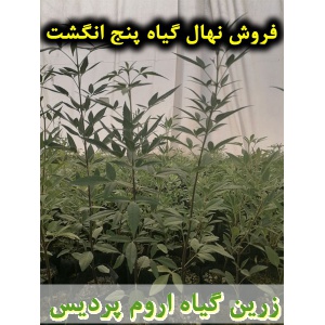 پنج انگشت, نهال گیاه پنج انگشت, قیمت نهال گیاه پنج انگشت, فروش نهال گیاه پنج انگشت, فروش قلمه گیاه پنج انگشت, خرید نهال گیاه پنج انگشت, خرید قلمه گیاه پنج انگشت, قیمت قلمه گیاه پنج انگشت, بنگرو, بنگله, درخت پاکدامنی, درخت زنان, فلفل بیابانی, بَنگَلِه, فلف