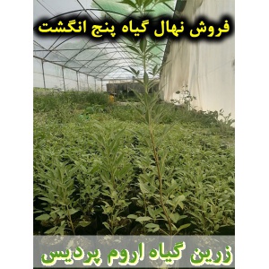 پنج انگشت, نهال گیاه پنج انگشت, قیمت نهال گیاه پنج انگشت, فروش نهال گیاه پنج انگشت, فروش قلمه گیاه پنج انگشت, خرید نهال گیاه پنج انگشت, خرید قلمه گیاه پنج انگشت, قیمت قلمه گیاه پنج انگشت, بنگرو, بنگله, درخت پاکدامنی, درخت زنان, فلفل بیابانی, بَنگَلِه, فلف