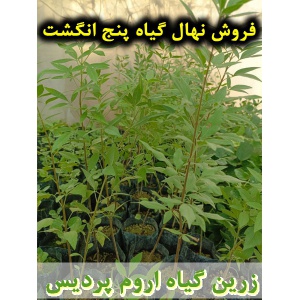 پنج انگشت, نهال گیاه پنج انگشت, قیمت نهال گیاه پنج انگشت, فروش نهال گیاه پنج انگشت, فروش قلمه گیاه پنج انگشت, خرید نهال گیاه پنج انگشت, خرید قلمه گیاه پنج انگشت, قیمت قلمه گیاه پنج انگشت, بنگرو, بنگله, درخت پاکدامنی, درخت زنان, فلفل بیابانی, بَنگَلِه, فلف