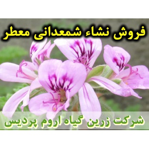 شمعدانی معطر, نشا شمعدانی معطر, شمعدانی عطری, نشای شمعدانی معطر, نشائ شمعدانی معطر, نشاء شمعدانی معطر, قیمت نشا شمعدانی معطر, تولید نشا شمعدانی معطر, فروش نشا شمعدانی معطر, خرید نشا شمعدانی معطر, نشا ریشه لخت, نشا سینی نشا, کیسه ای, گلدانی