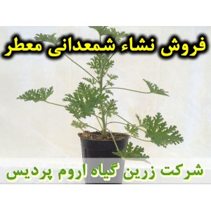 شمعدانی معطر, نشا شمعدانی معطر, شمعدانی عطری, نشای شمعدانی معطر, نشائ شمعدانی معطر, نشاء شمعدانی معطر, قیمت نشا شمعدانی معطر, تولید نشا شمعدانی معطر, فروش نشا شمعدانی معطر, خرید نشا شمعدانی معطر, نشا ریشه لخت, نشا سینی نشا, کیسه ای, گلدانی