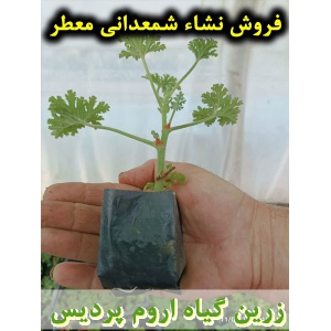 شمعدانی معطر, نشا شمعدانی معطر, شمعدانی عطری, نشای شمعدانی معطر, نشائ شمعدانی معطر, نشاء شمعدانی معطر, قیمت نشا شمعدانی معطر, تولید نشا شمعدانی معطر, فروش نشا شمعدانی معطر, خرید نشا شمعدانی معطر, نشا ریشه لخت, نشا سینی نشا, کیسه ای, گلدانی