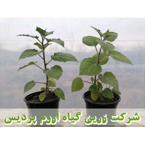 فیسالیس, نهال فیسالیس, نشا فیسالیس, , نشای فیسالیس, نشائ فیسالیس, نشاء فیسالیس, قیمت نهال فیسالیس, تولید نهال فیسالیس, تولید نشا فیسالیس, فروش نهال فیسالیس, فروش نشا فیسالیس, خرید نهال فیسالیس, خرید نشا فیسالیس, قیمت نشا فیسالیس, نشا ریشه لخت, نشا سینی نش