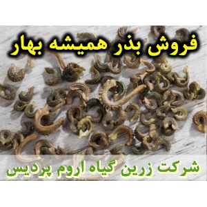 همیشه بهار, بذر همیشه بهار, فروش بذر همیشه بهار, خرید بذر همیشه بهار, قیمت بذر همیشه بهار, کاشت بذر همیشه بهار, کشت بذر همیشه بهار, زراعت بذر همیشه بهار, تولید بذر همیشه بهار, رشد بذر همیشه بهار, سبز شدن بذر همیشه بهار, بذرگیری از همیشه بهار