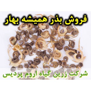 همیشه بهار, بذر همیشه بهار, فروش بذر همیشه بهار, خرید بذر همیشه بهار, قیمت بذر همیشه بهار, کاشت بذر همیشه بهار, کشت بذر همیشه بهار, زراعت بذر همیشه بهار, تولید بذر همیشه بهار, رشد بذر همیشه بهار, سبز شدن بذر همیشه بهار, بذرگیری از همیشه بهار