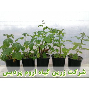 تمشک, نهال تمشک, رزبری, نهال رزبری, فروش نهال تمشک, خرید نهال تمشک, تولید نهال تمشک, کاشت نهال تمشک, کشت نهال تمشک, زراعت نهال تمشک, روش‌های کشت نهال تمشک, کوددهی باغات تمشک, آبیاری تمشک, مدیریت خاک در باغات تمشک, عملیات زراعی در باغات تمشک