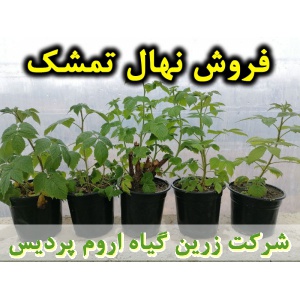 تمشک, نهال تمشک, رزبری, نهال رزبری, فروش نهال تمشک, خرید نهال تمشک, تولید نهال تمشک, کاشت نهال تمشک, کشت نهال تمشک, زراعت نهال تمشک, روش‌های کشت نهال تمشک, کوددهی باغات تمشک, آبیاری تمشک, مدیریت خاک در باغات تمشک, عملیات زراعی در باغات تمشک