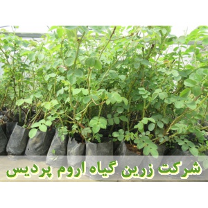 گل محمدی, نهال گل محمدی, قلمه گل محمدی, قیمت نهال گل محمدی, تولید نهال گل محمدی, تولید قلمه گل محمدی, فروش نهال گل محمدی, فروش قلمه گل محمدی, خرید نهال گل محمدی, خرید قلمه گل محمدی, قیمت قلمه گل محمدی