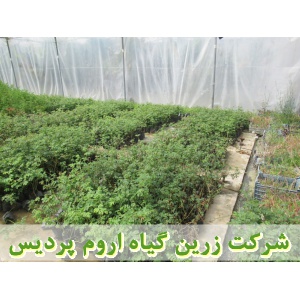 گل محمدی, نهال گل محمدی, قلمه گل محمدی, قیمت نهال گل محمدی, تولید نهال گل محمدی, تولید قلمه گل محمدی, فروش نهال گل محمدی, فروش قلمه گل محمدی, خرید نهال گل محمدی, خرید قلمه گل محمدی, قیمت قلمه گل محمدی