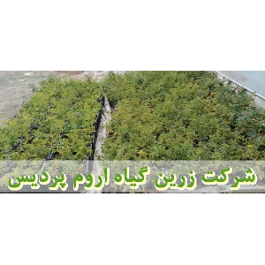 گل محمدی, نهال گل محمدی, قلمه گل محمدی, قیمت نهال گل محمدی, تولید نهال گل محمدی, تولید قلمه گل محمدی, فروش نهال گل محمدی, فروش قلمه گل محمدی, خرید نهال گل محمدی, خرید قلمه گل محمدی, قیمت قلمه گل محمدی