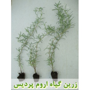 رزماری, نشا رزماری, نهال رزماری, نشای رزماری, نشائ رزماری, نشاء رزماری, قیمت نشا رزماری, قیمت نهال رزماری, تولید نشا رزماری, تولید نهال رزماری, فروش نشا رزماری, فروش نهال رزماری, خرید نشا رزماری, خرید نهال رزماری