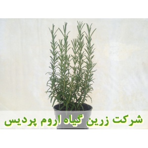 رزماری, نشا رزماری, نهال رزماری, نشای رزماری, نشائ رزماری, نشاء رزماری, قیمت نشا رزماری, قیمت نهال رزماری, تولید نشا رزماری, تولید نهال رزماری, فروش نشا رزماری, فروش نهال رزماری, خرید نشا رزماری, خرید نهال رزماری