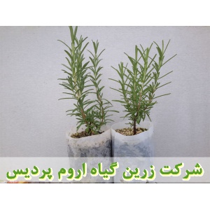 رزماری, نشا رزماری, نهال رزماری, نشای رزماری, نشائ رزماری, نشاء رزماری, قیمت نشا رزماری, قیمت نهال رزماری, تولید نشا رزماری, تولید نهال رزماری, فروش نشا رزماری, فروش نهال رزماری, خرید نشا رزماری, خرید نهال رزماری