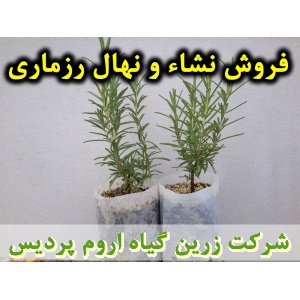 رزماری, نشا رزماری, نهال رزماری, نشای رزماری, نشائ رزماری, نشاء رزماری, قیمت نشا رزماری, قیمت نهال رزماری, تولید نشا رزماری, تولید نهال رزماری, فروش نشا رزماری, فروش نهال رزماری, خرید نشا رزماری, خرید نهال رزماری