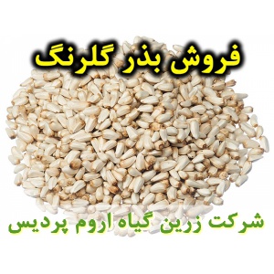 گلرنگ, بذر گلرنگ, فروش بذر گلرنگ, خرید بذر گلرنگ, قیمت بذر گلرنگ, کاشت بذر گلرنگ, کشت بذر گلرنگ, زراعت بذر گلرنگ, تولید بذر گلرنگ, رشد بذر گلرنگ, سبز شدن بذر گلرنگ, بذرگیری از گلرنگ