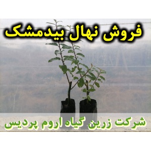 بیدمشک, نهال بیدمشک, قلمه بیدمشک, قیمت نهال بیدمشک, تولید نهال بیدمشک, تولید قلمه بیدمشک, فروش نهال بیدمشک, فروش قلمه بیدمشک, خرید نهال بیدمشک, خرید قلمه بیدمشک, قیمت قلمه بیدمشک